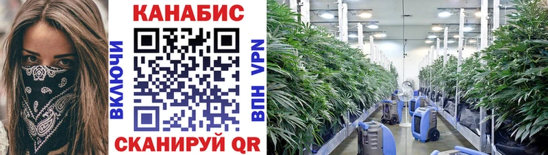 магазин продажи   Черноголовка  Марихуана сатива 